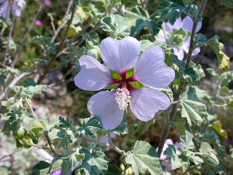 Lavatera maritima / Malvone delle rupi